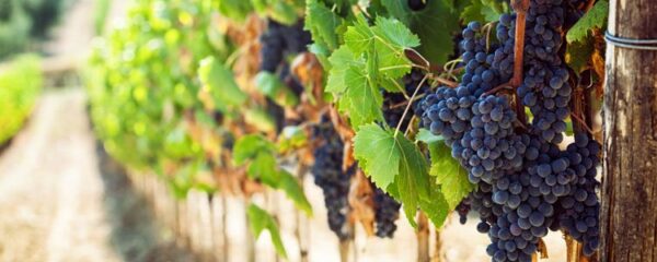 vignobles en Corse