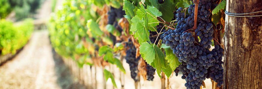 vignobles en Corse